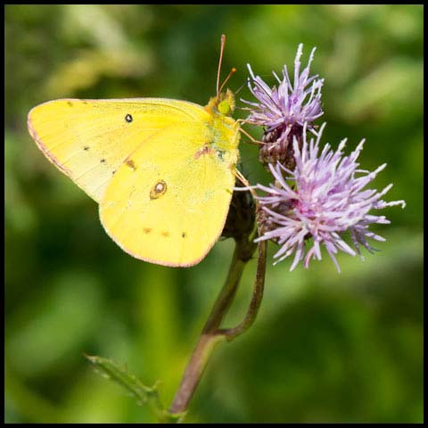 Clouded Sulphur Butterfly