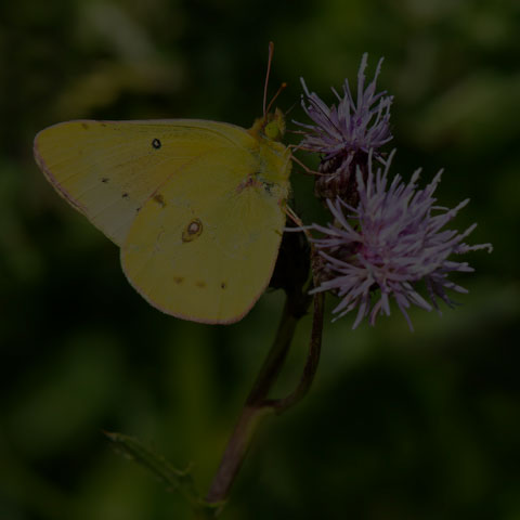 Clouded Sulphur Butterfly