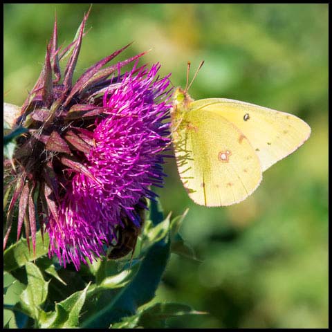 Clouded Sulphur Butterfly