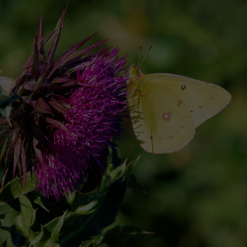 Clouded Sulphur Butterfly