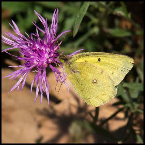 Clouded Sulphur Butterfly