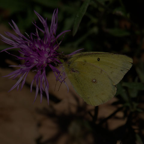 Clouded Sulphur Butterfly