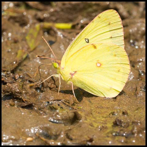 Clouded Sulphur Butterfly