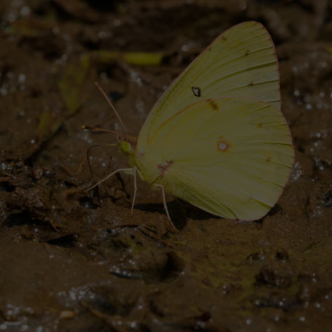 Clouded Sulphur Butterfly