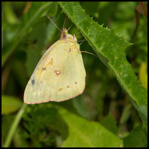 Clouded Sulphur Butterfly
