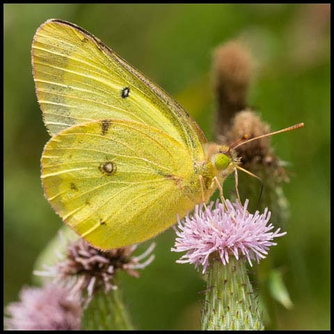 Clouded Sulphur Butterfly