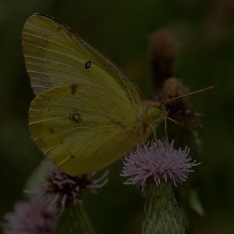 Clouded Sulphur Butterfly