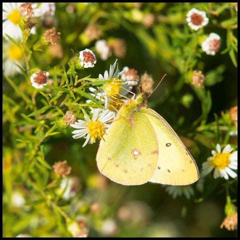 Clouded Sulphur Butterfly