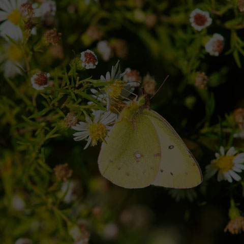 Clouded Sulphur Butterfly