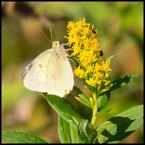 Clouded Sulphur Butterfly