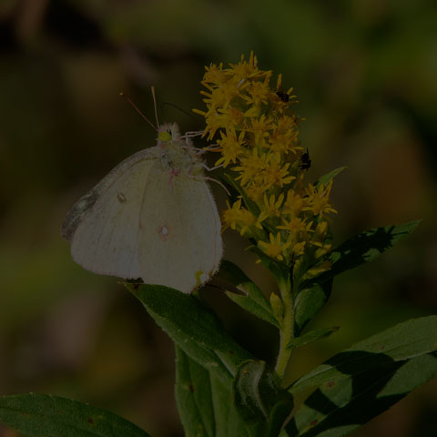 Clouded Sulphur Butterfly