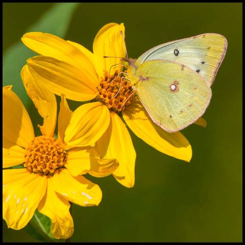 Clouded Sulphur Butterfly