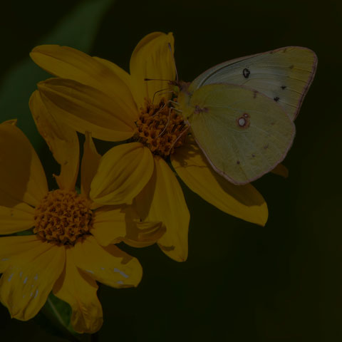 Clouded Sulphur Butterfly