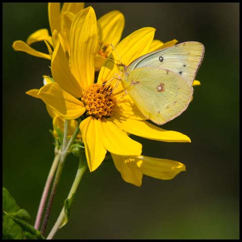 Clouded Sulphur Butterfly