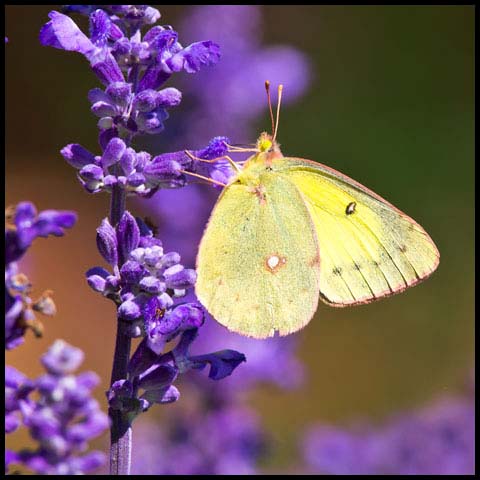 Clouded Sulphur Butterfly