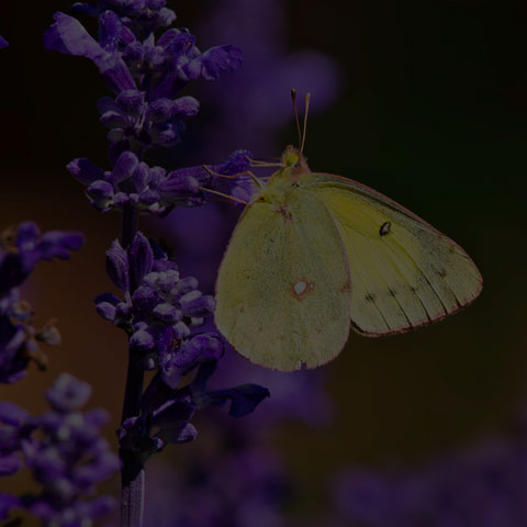 Clouded Sulphur Butterfly