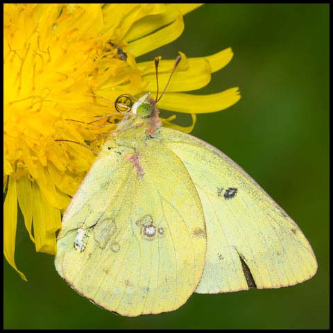 Clouded Sulphur Butterfly
