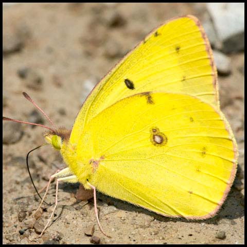 Clouded Sulphur Butterfly