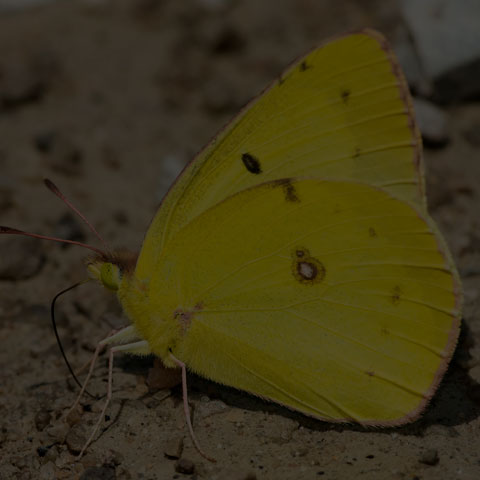 Clouded Sulphur Butterfly