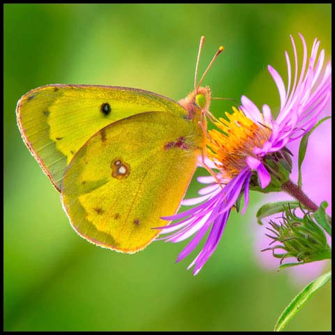 Clouded Sulphur Butterfly