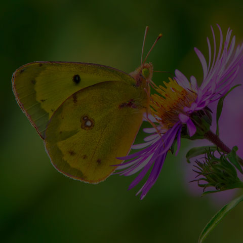 Clouded Sulphur Butterfly