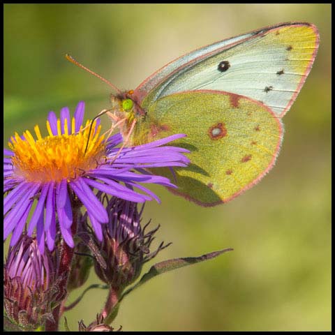Clouded Sulphur Butterfly