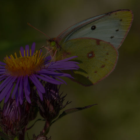 Clouded Sulphur Butterfly