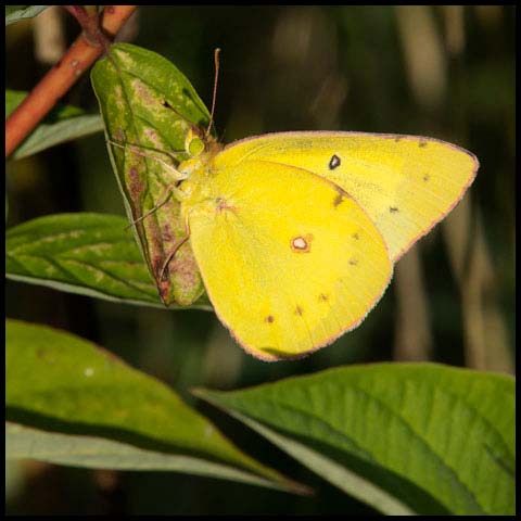Clouded Sulphur Butterfly