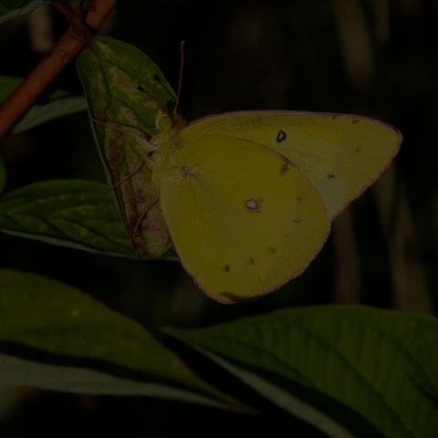 Clouded Sulphur Butterfly
