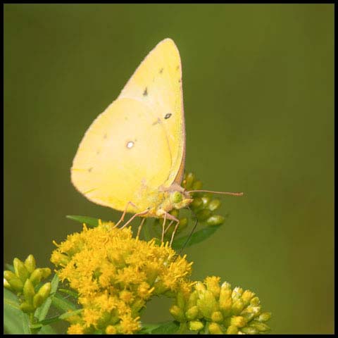 Clouded Sulphur Butterfly