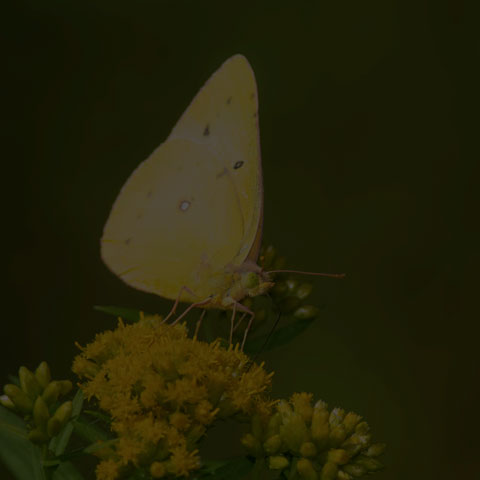Clouded Sulphur Butterfly