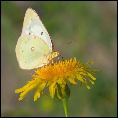 Clouded Sulphur Butterfly