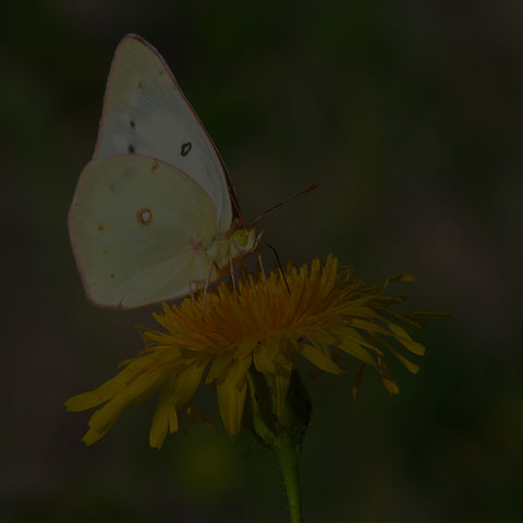 Clouded Sulphur Butterfly