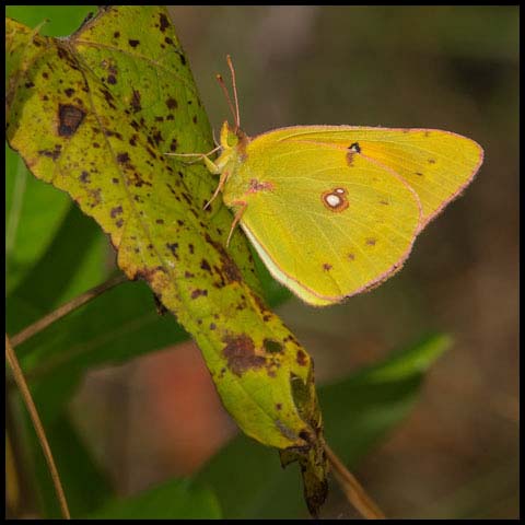 Orange Sulphur