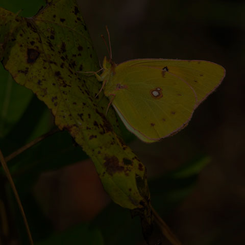 Orange Sulphur