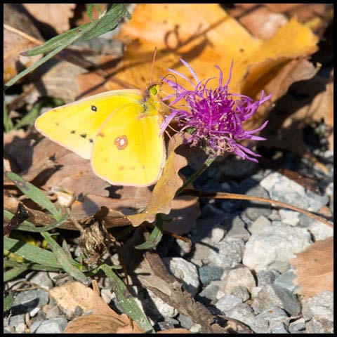 Orange Sulphur