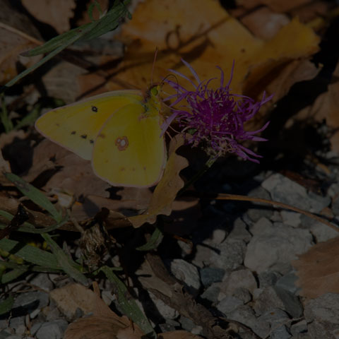 Orange Sulphur