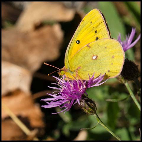 Orange Sulphur