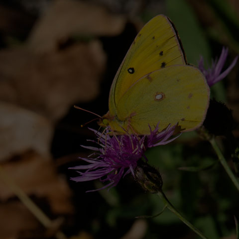 Orange Sulphur