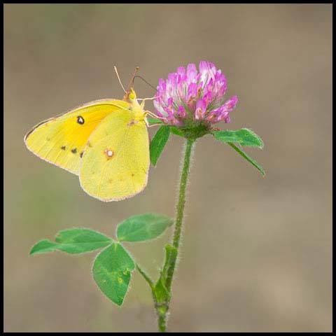 Orange Sulphur
