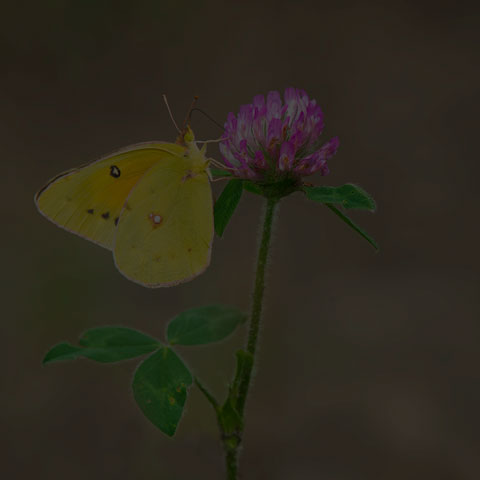 Orange Sulphur