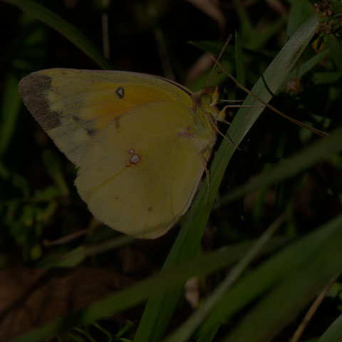 Orange Sulphur