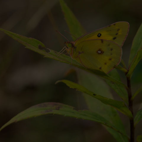 Orange Sulphur
