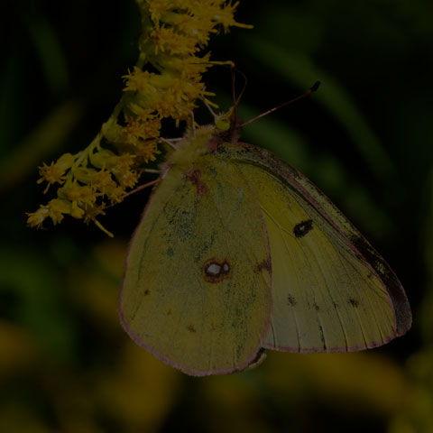 Orange Sulphur