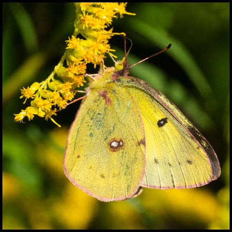 Orange Sulphur