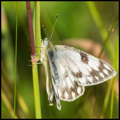 Western White