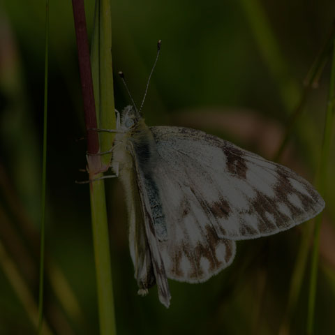 Western White