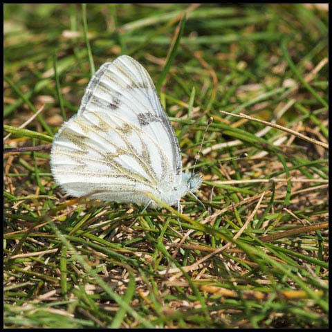 Western White