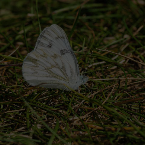 Western White