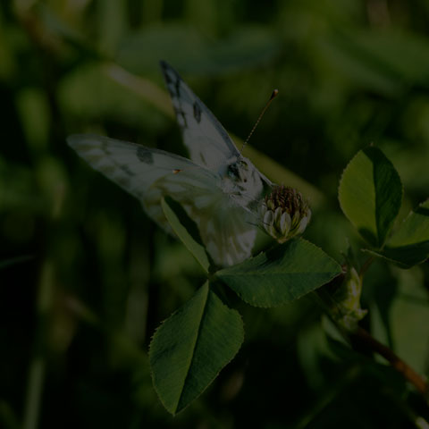 Western White
